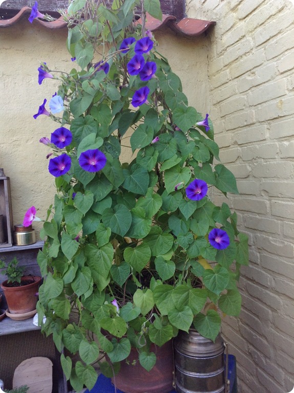 2016-07-07 07.57.38