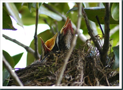 2 baby robins (4)