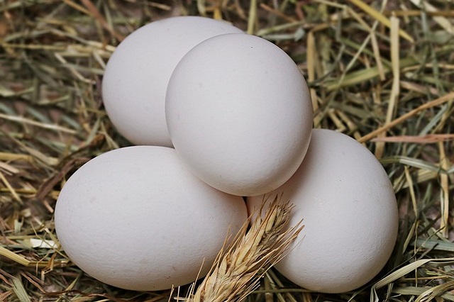 gambar telur ayam kampung