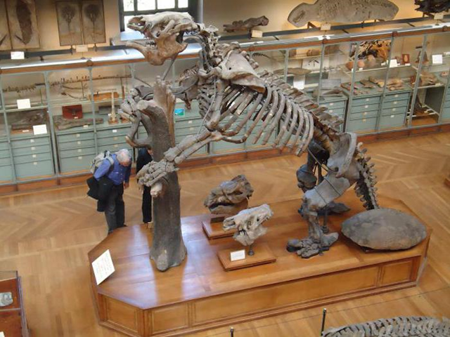 Megaterio. El Megatherium fue un mamífero extinto del orden Pilosa. Es también conocido como el perezoso terrestre gigante y se halló desde Argentina hasta Texas, poseía unas impresionantes dimensiones, de hasta 6 metros en los adultos. Su sólido esqueleto y su fuerte pelvis, excepcionalmente ancha, indican que un animal de movimientos lentos, podía erguirse sobre las patas traseras, en esa posición era más alto que un T.  rex y podía sentarse sobre los cuartos traseros mientras con las extremidades anteriores arrancaba hojas, pero su dieta no consistía sólo en eso, era omnívoro. De este animal, como del Nothrotheriops, también se han hallado esqueletos completos y restos momificados que aún conservan piel, carne y pelo adheridos a los huesos.