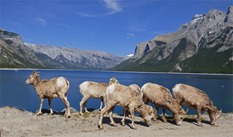 Big Horn Sheep at Lake Minnewanka