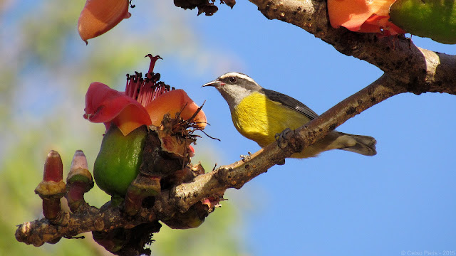 Bananaquit Coereba flaveola Cambacica Mielero