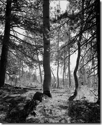img059.Tree.w.01