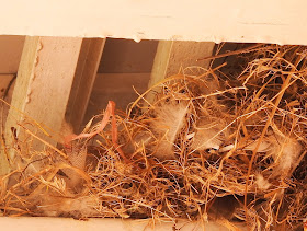 麻雀的巢