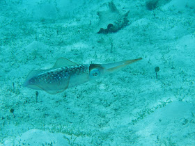 Cuttlefish
