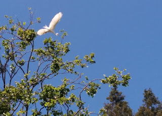 Great Egret preparing to land in a treetop, Mountain View, California