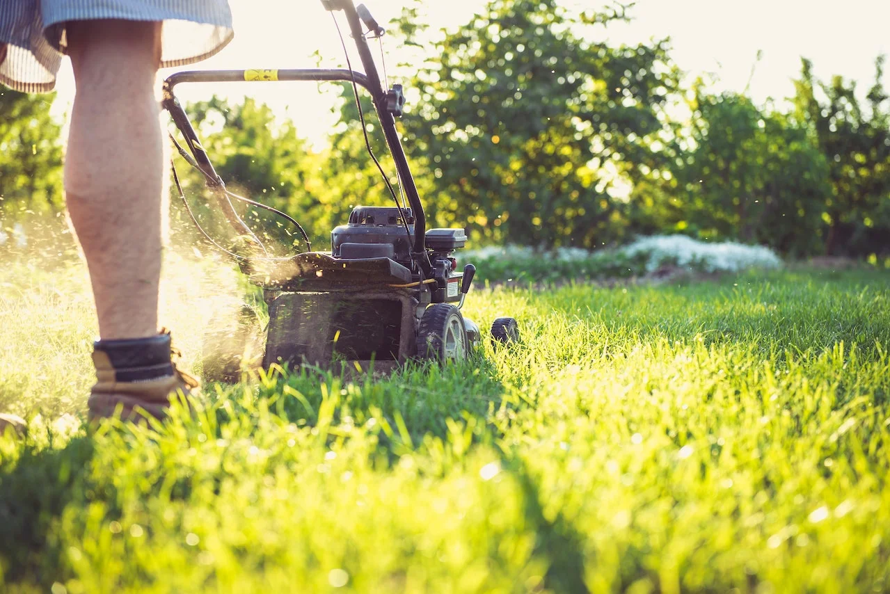 How to Maintain a Fresh Lawn in Summer