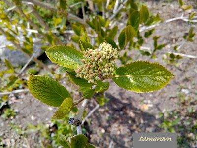 Калина буреинская (Viburnum burejaeticum)