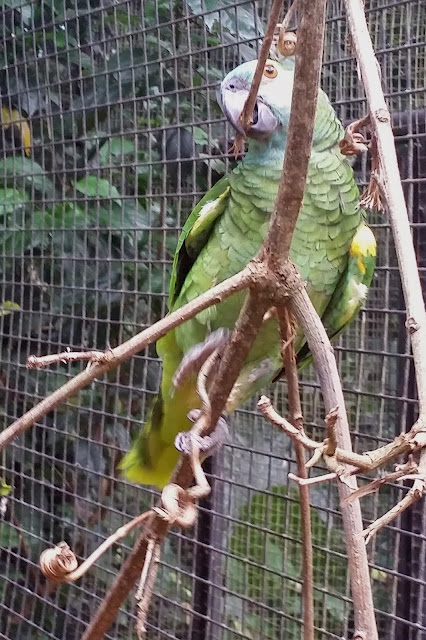 Parque das Aves - Foz do Iguaçu - PR