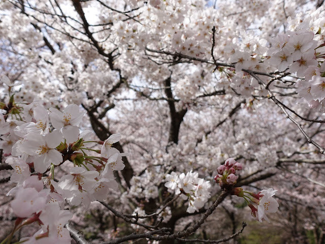 とっとり花回廊　桜の広場　九分咲のソメイヨシノ桜