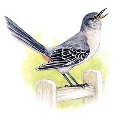 Mocking Bird