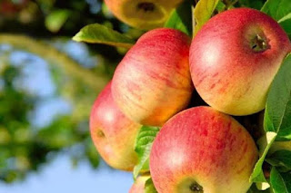 ✓ Content and Benefits of Apples for Health