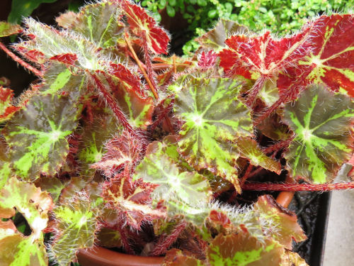 begonia Dow Gardens