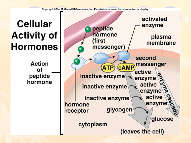 Cellular Activity of Hormones