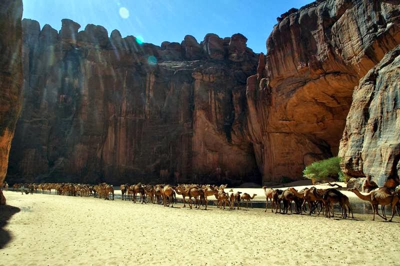 The Guelta d'Archei is probably the most famous guelta in the Sahara. It is located in the Ennedi Plateau, in north-eastern Chad, south-east of the town of Fada. The Guelta d'Archei is inhabited by several kinds of animals, most notably the Nile crocodile