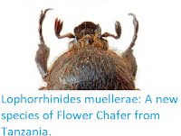 https://sciencythoughts.blogspot.com/2019/04/lophorrhinides-muellerae-new-species-of.html