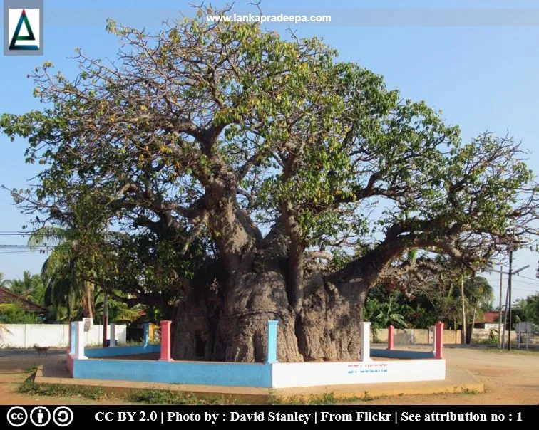 Baobab Tree, Mannar