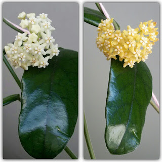 Hoya Globulosa