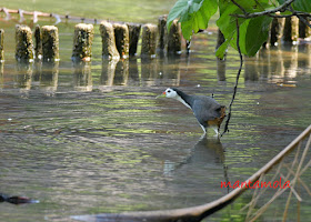 White Breasted Water Hen