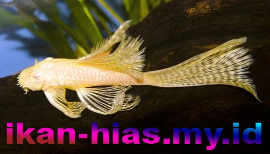 Ikan Sapu-sapu Albino