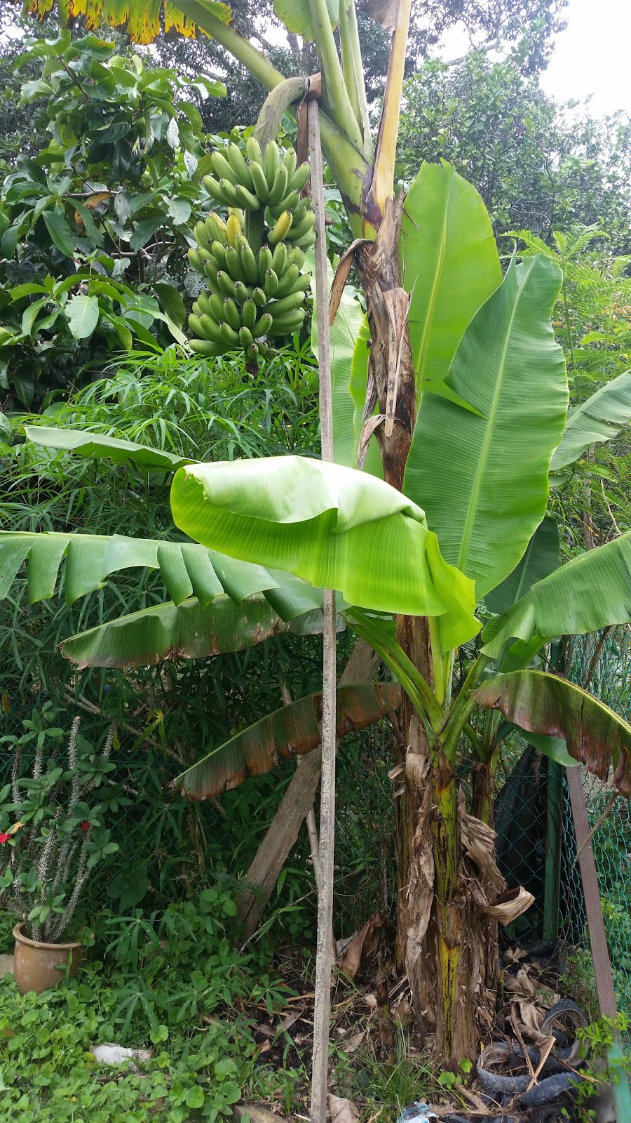 Warisan Petani: Tanaman Pisang 6 : Pokok Pisang Berangan