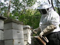 Tending Bermuda bees. Photograph by Brian Quinn, Travel Writer