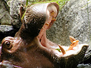 Hippopotamus one of The Amazing Top Ten Most Dangerous Animals (babies of beautiful dangerous animals hippopotamus african safari animal attack news pictures beautiful amazing animal picture)