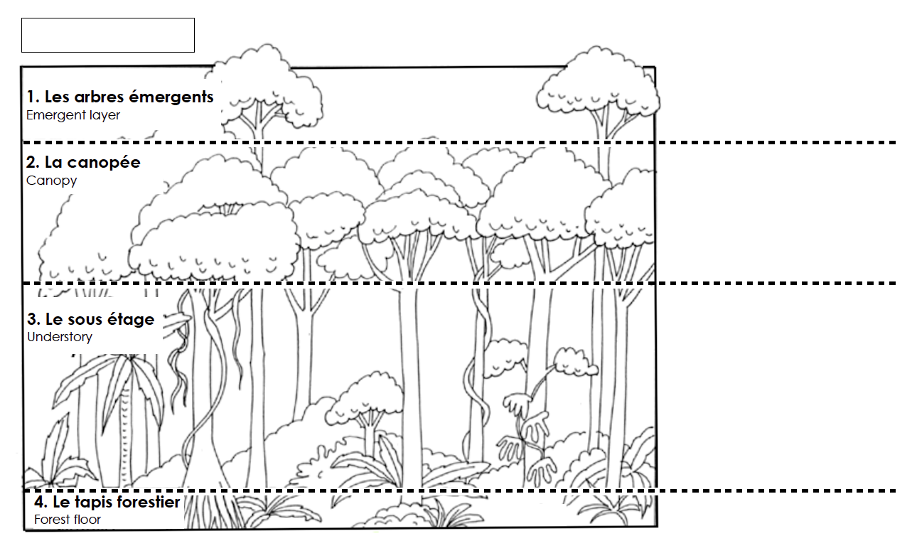 forest+layers