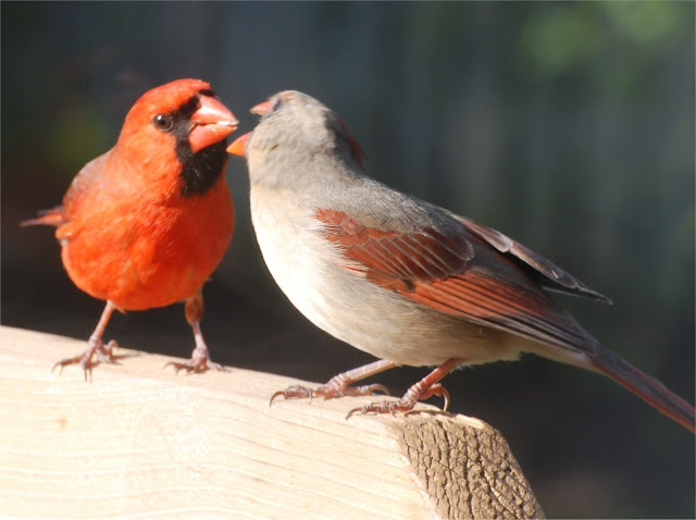 The Attractive Northern Cardinals birds