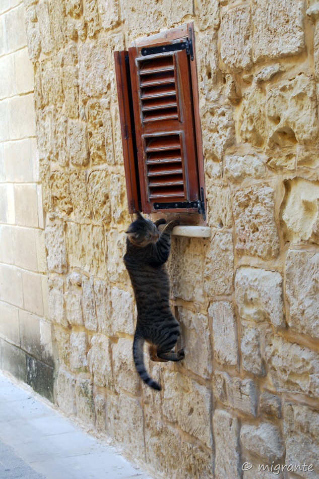 gato sin botas - sagunto - españa