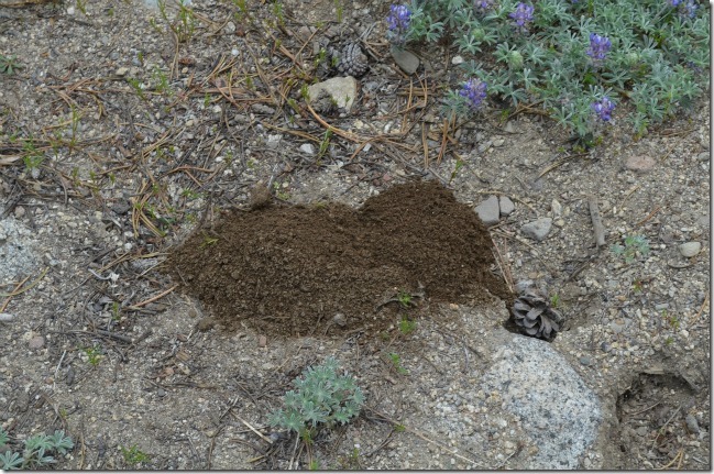 vole