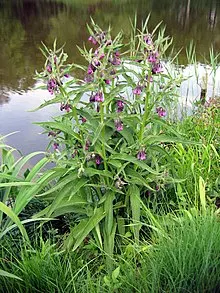 Comfrey Uncovered: Your Comprehensive Guide to This Remarkable Plant