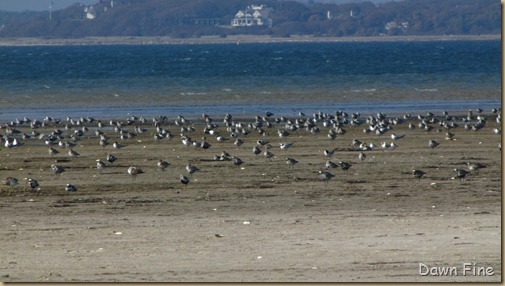 Birding south beach_093