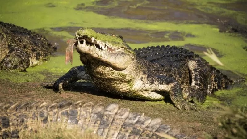 Calls in Mozambique to kill crocodiles and reduce their reproduction after killing 8 people At least eight people have been killed by crocodiles this year in Mozambique's Manica district, near the border with Zimbabwe.  And called on the authorities to kill crocodiles in order to reduce their reproduction.  The authorities will assign a company to collect crocodile eggs in order to reduce their reproduction, said Rafael Mengat, regional director of environmental affairs.  Most of the crocodile attacks occurred on the river bank in the provinces of Mussores, Manduzi and Machaz.  Mengat said that reptiles pose a threat to people's lives, especially those who live near the banks of the river.  He added that the situation of concern is the case of the Manduzi River, where many families of crocodiles live, which necessitated making the priority to reduce the number of these reptiles in that area.  The official also touched on the attacks of lions and elephants, and asked for help from the central government, saying that the provincial authorities do not have sufficient means to solve the relationship between wildlife and human life.  It is known that animal attacks on humans are common in rural areas, and floods in recent months have increased the risk of crocodile attacks on both banks of the river.