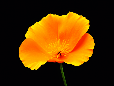 wallpaper orange. Flower on Black wallpaper,