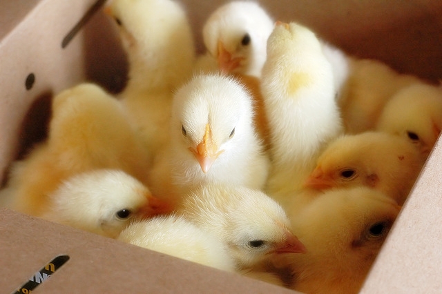 pictures of baby chicks