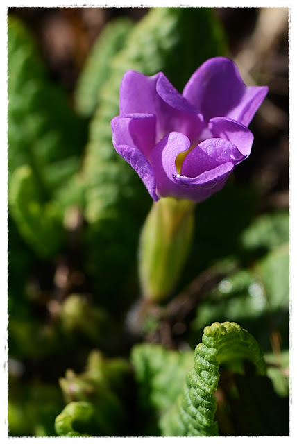 primeveres violettes