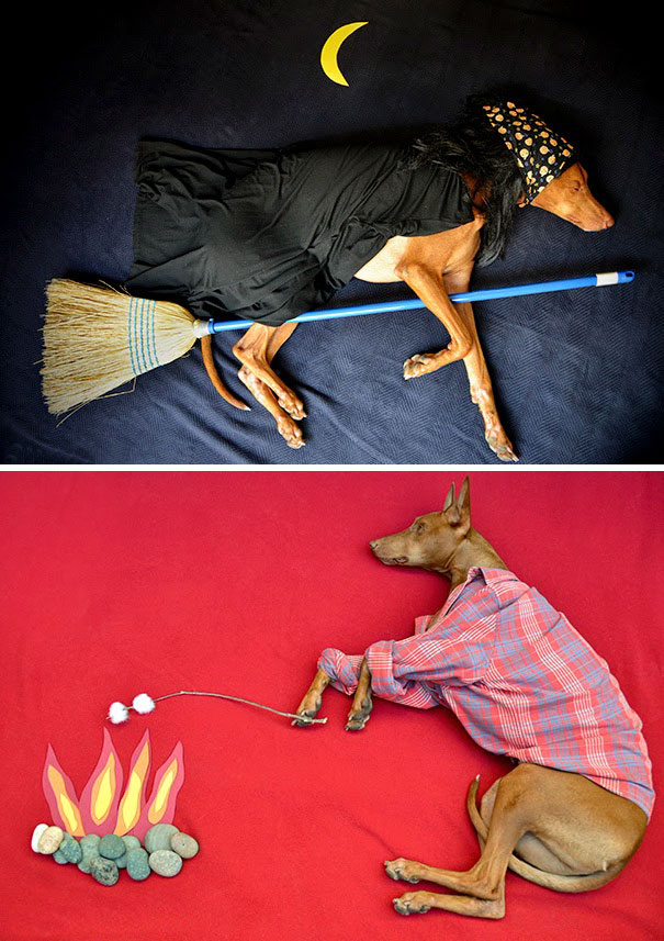 20 Dog Owners Who Were Hilariously Creative (Pictures)