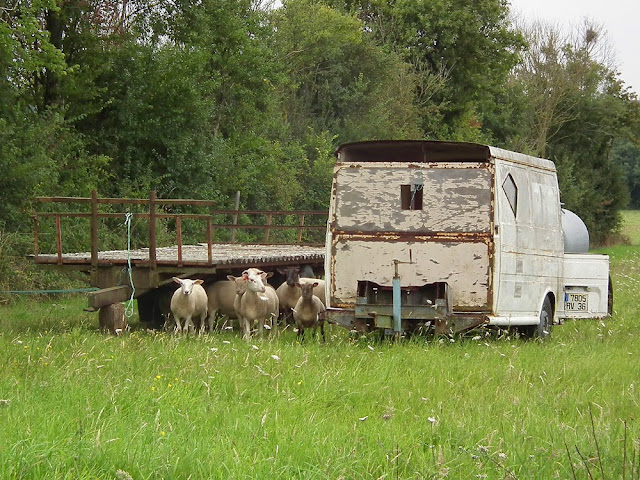 Sheep in a field, Indre et Loire, France. Photo by Loire Valley Time Travel.