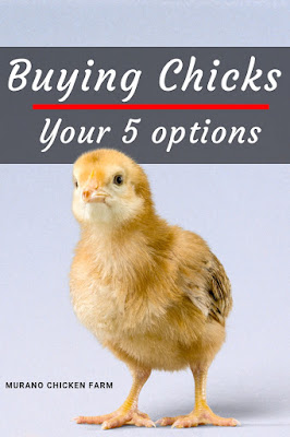 Buying chicks, where should you get them?