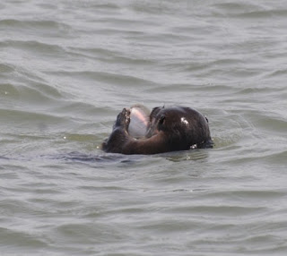 Lontra se alimentando na barra do Rio Tramandaí