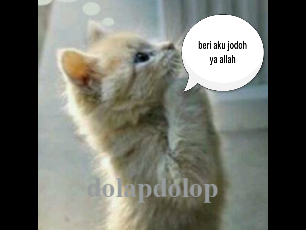 20 Gambar Kucing Lucu Berdoa