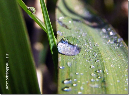 blade-of-grass_Barb-Derksen