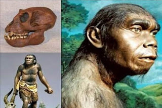 manusia purba homo soloensis