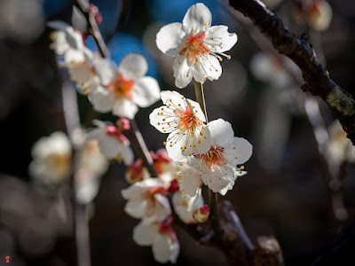 Ume (Japanese apricot) flowers: Engaku-ji