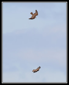 Marsh Harrier and Buzzard