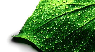 Green leaf,leaf,macro images,raindrops,green images,wallpapers,hd wallpapers