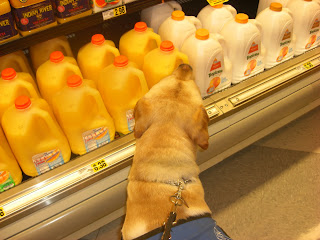 Picture of Toby in coat looking at orange juice jugs in a store