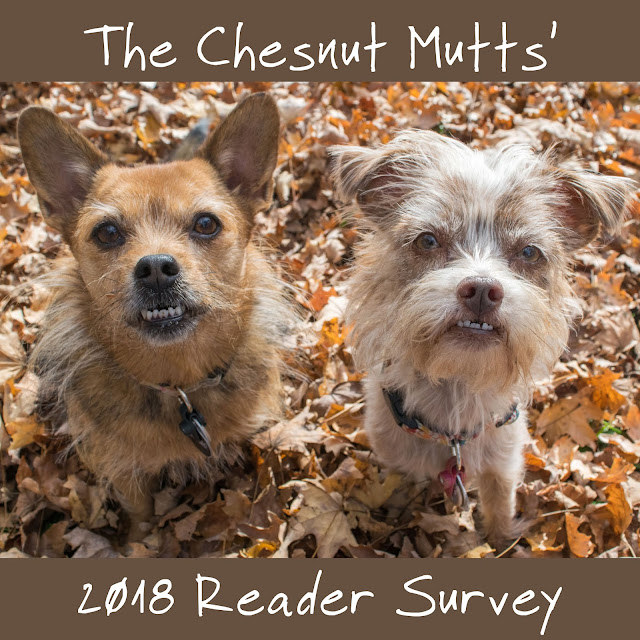 Jada and Bailey from The Chesnut Mutts