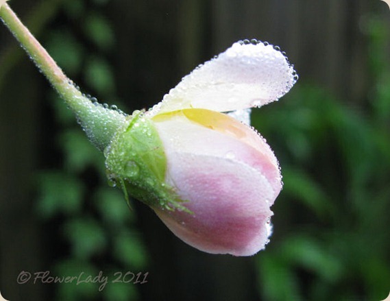 09-09-phyllis-bide